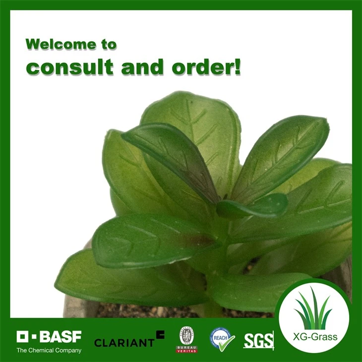 Xingu Unique Succulent Plants For Contemporary Home Decoration Ideas price