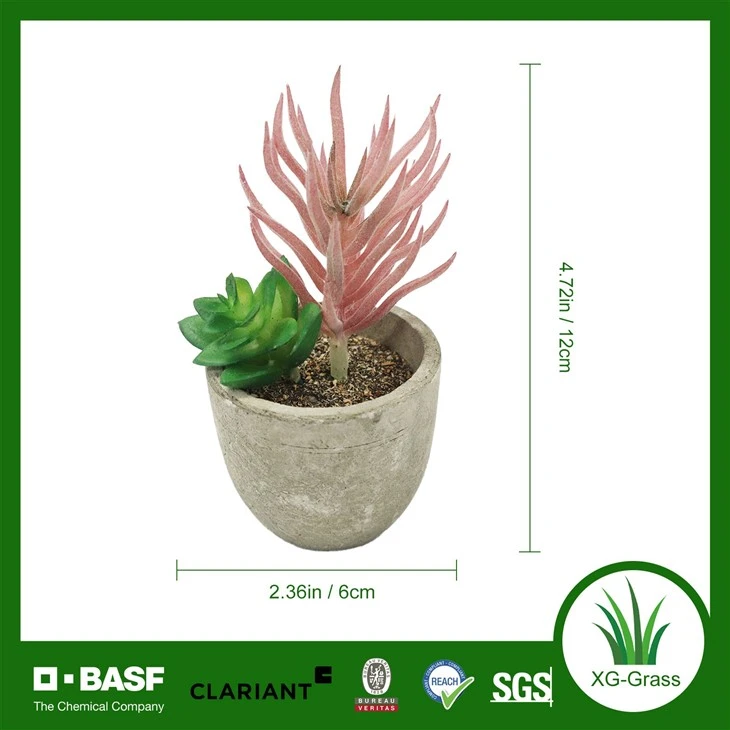 Xingu Unique Duo Of Succulents To Brighten Any Living Space best